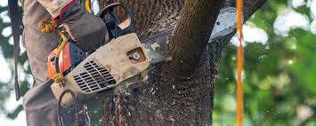 Reliable Stallion Springs, CA Tree Care Solutions
