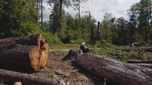 Best Fruit Tree Pruning  in Stallion Springs, CA