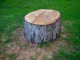 Best Emergency Tree Removal  in Stallion Springs, CA