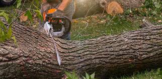 How Our Tree Care Process Works  in  Stallion Springs, CA