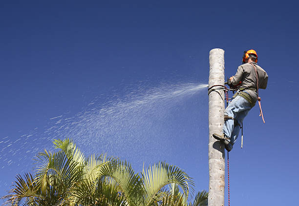 Tree and Shrub Care in Stallion Springs, CA