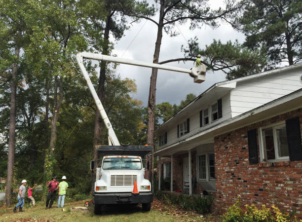 Best Tree Removal  in Stallion Springs, CA
