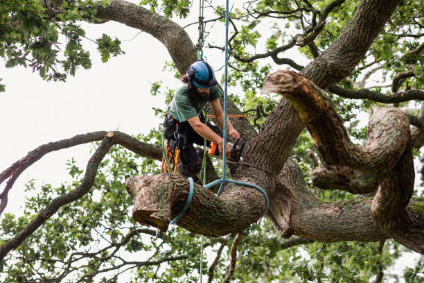 Best Commercial Tree Services  in Stallion Springs, CA