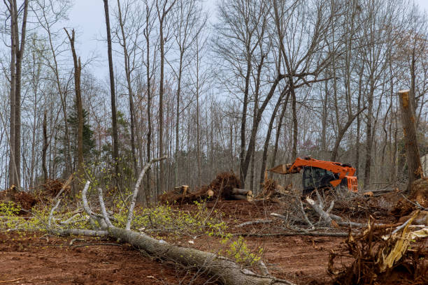  Stallion Springs, CA Tree Care Pros