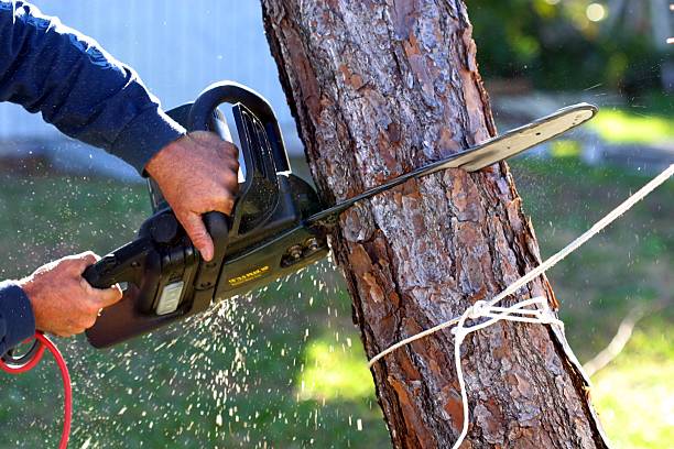 Best Stump Grinding and Removal  in Stallion Springs, CA