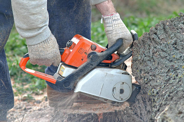 Best Tree and Shrub Care  in Stallion Springs, CA