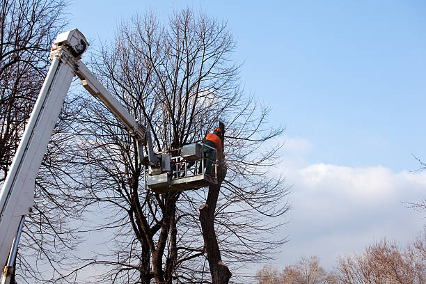 Best Tree Mulching  in Stallion Springs, CA