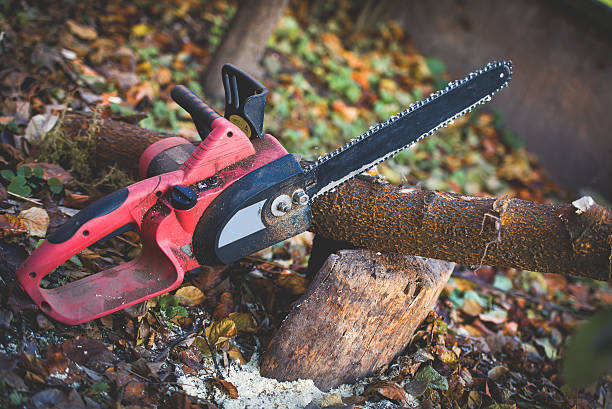 Best Tree Disease Treatment  in Stallion Springs, CA