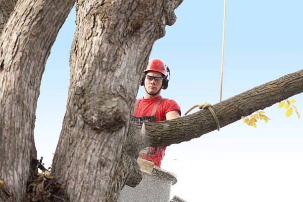 Best Lawn Maintenance Plans  in Stallion Springs, CA